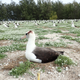 Imagen para el artículo titulado Los ratones comunes han comenzado a atacar a los albatros de esta isla para beber su sangre